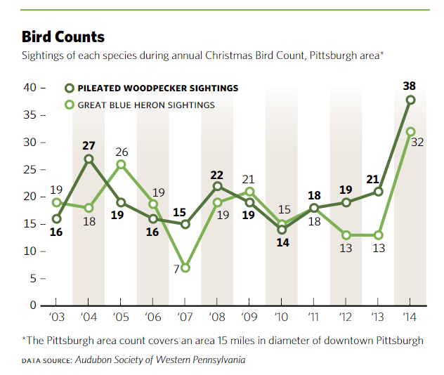 Bird counts