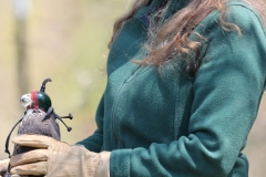 Peregrine-moments-before-release
