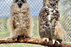 martha-and-foster-owlet