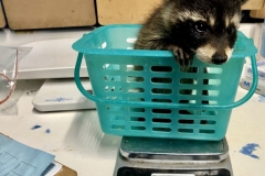 raccoon-gets-weighed