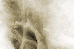 A dog or coyote.