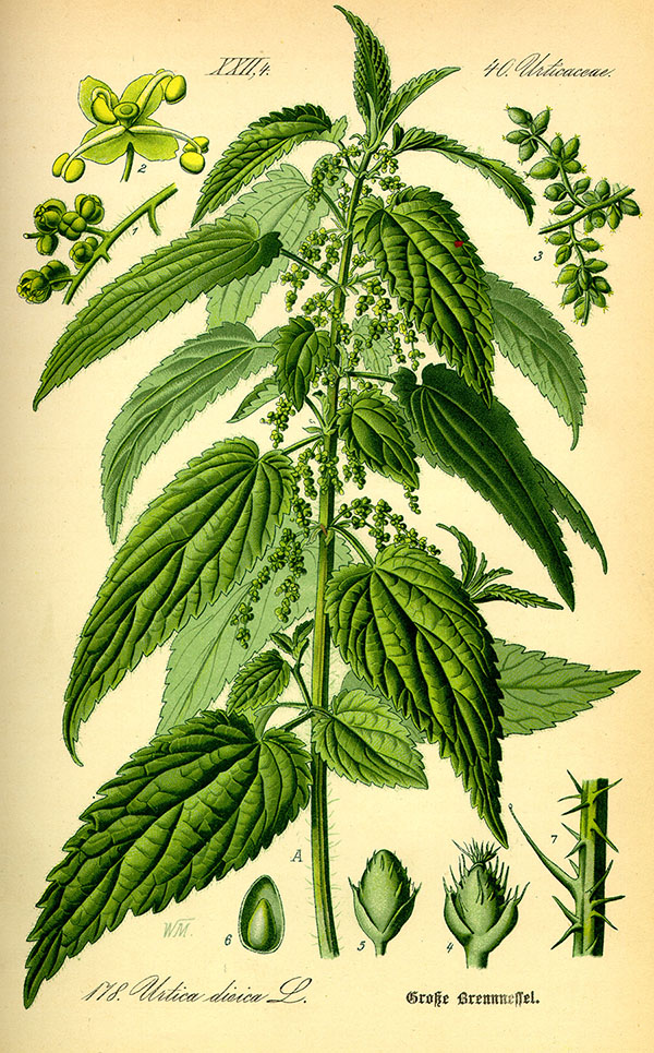 Stinging Nettle, Grown in Vermont