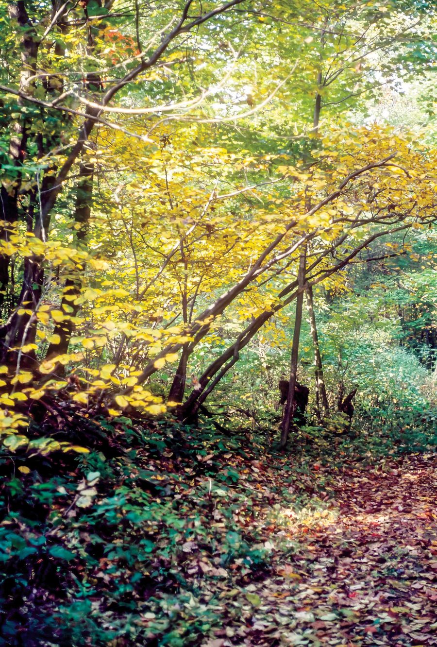 Roaring Run Natural Area - Pittsburgh Quarterly