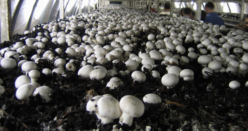 The Life and Death of Moonlight Mushrooms Pittsburgh Quarterly