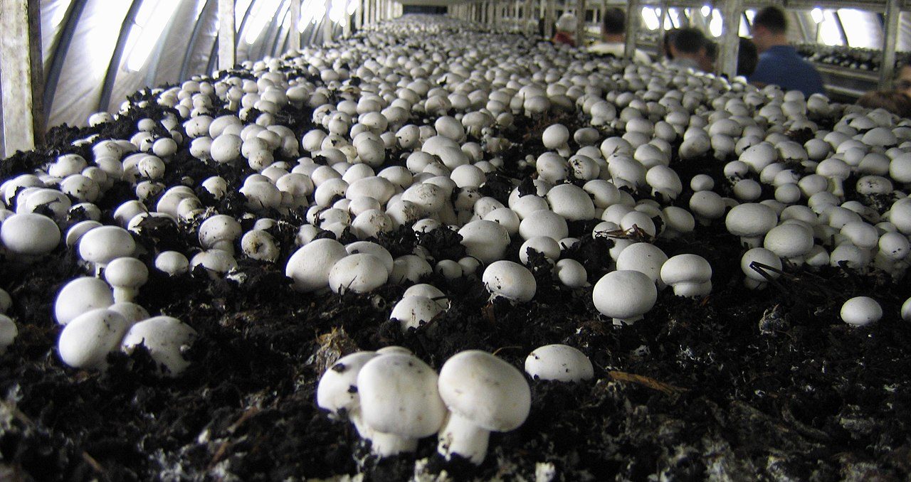 Fairy Dust – Mushroom Street Farms