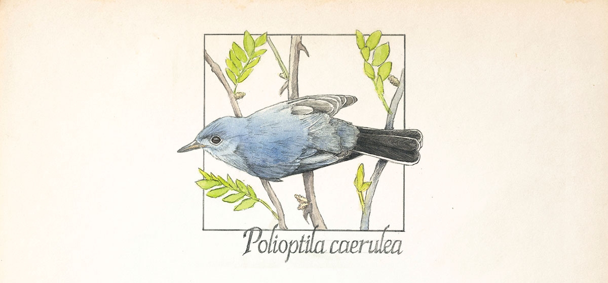 Blue-Gray Gnatcatcher Nests  South Carolina Public Radio