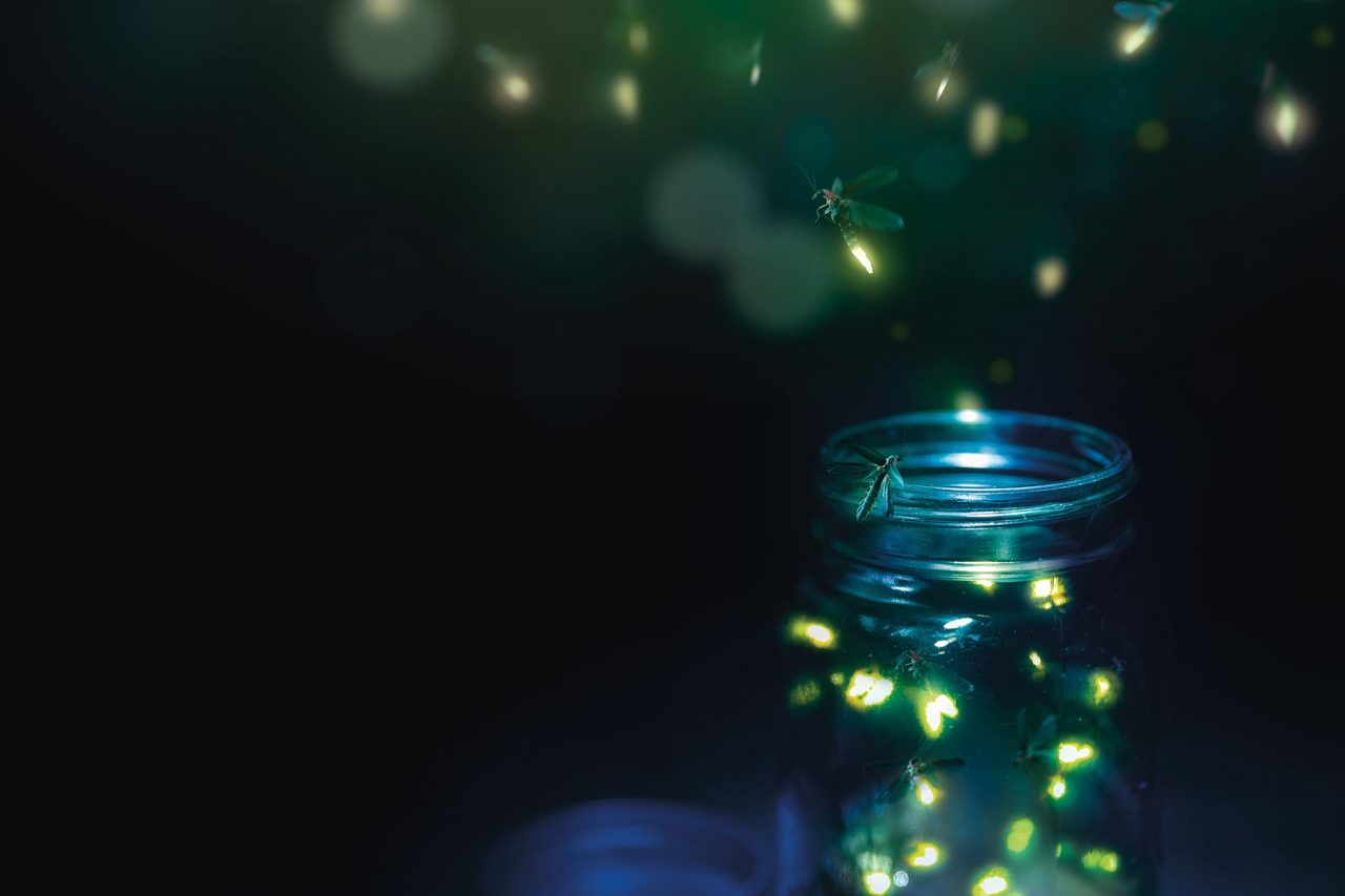 Some fireflies can flash in unison, and scientists are trying to figure out  how