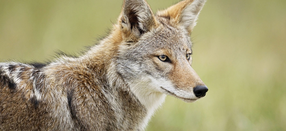 Coyote and Fox Populations on the Rise? – The Academy of Natural Sciences