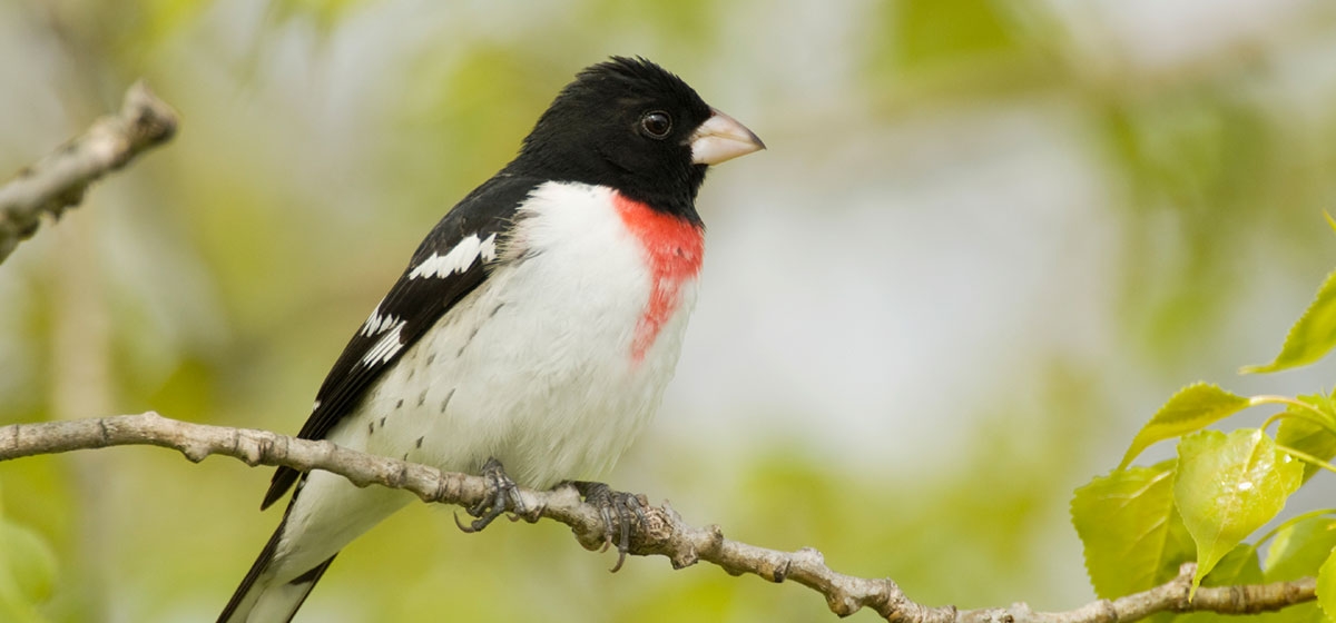 Rose Breasted Grosbeak Pittsburgh Quarterly   Rose Breasted Grosbeak 