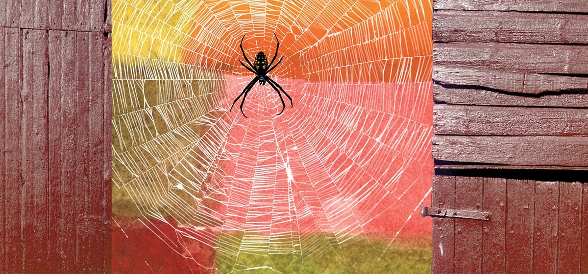 Spiderwebs and spider silk, explained