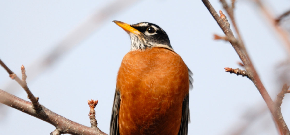 Species Spotlight: American Robin